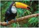 Гра dodo пазли 500ел 300400 Птах Тукан, Бразілія