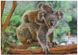 Пазлы dodo 1000 элементов Маленькая коала с мамой 301183