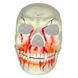 Маска Череп с клыками карнавальная Подвижная челюсть Хеллоуин (Halloween), ассорти 23-187