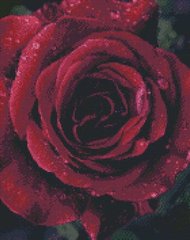 Алмазна мозаїка по номерам на холсті 40*50см Идейка АМО7011 Троянда з краплями роси