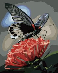 Картина по номер. на холсті 40*50см Strateg GS534 Метелик на червоній квітці