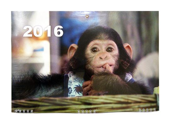 Календар настінний квартальний 2016 т-я Моряк 'КЛАССИК' 33*92см на 3 спиралі