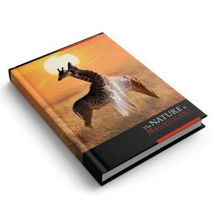 Ежедневник А5 Аркуш недатированный Жирафы 016841