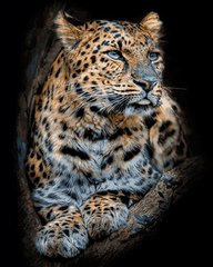 Картина раскраска по номерам на холсте 40*50см Babylon VP684 Гордый леопард