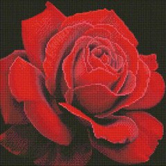 Алмазна мозаїка по номерам на холсті 40*40см Идейка АМО7634 Червона троянда